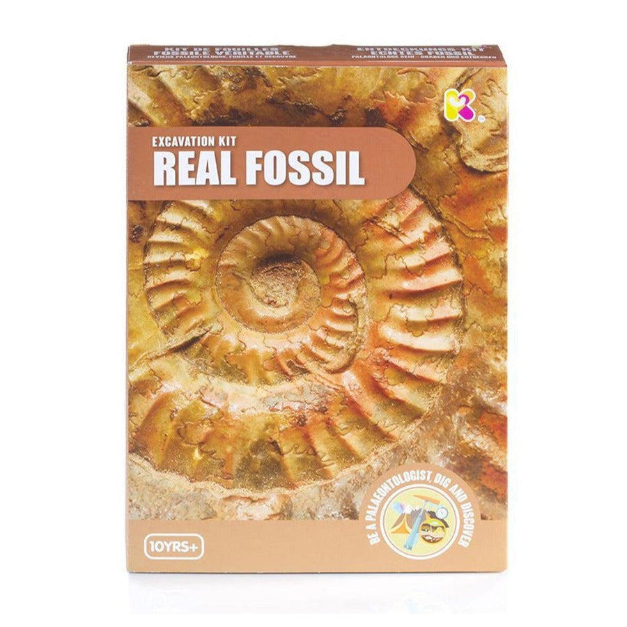 Real Fossil Excavation Dig Kit - Kits - Science Museum Shop