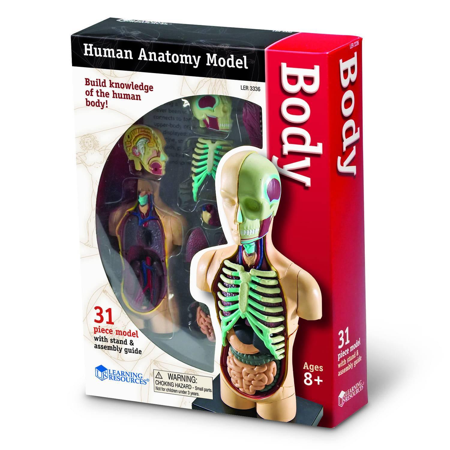 Kids Human Body Model Kit 5