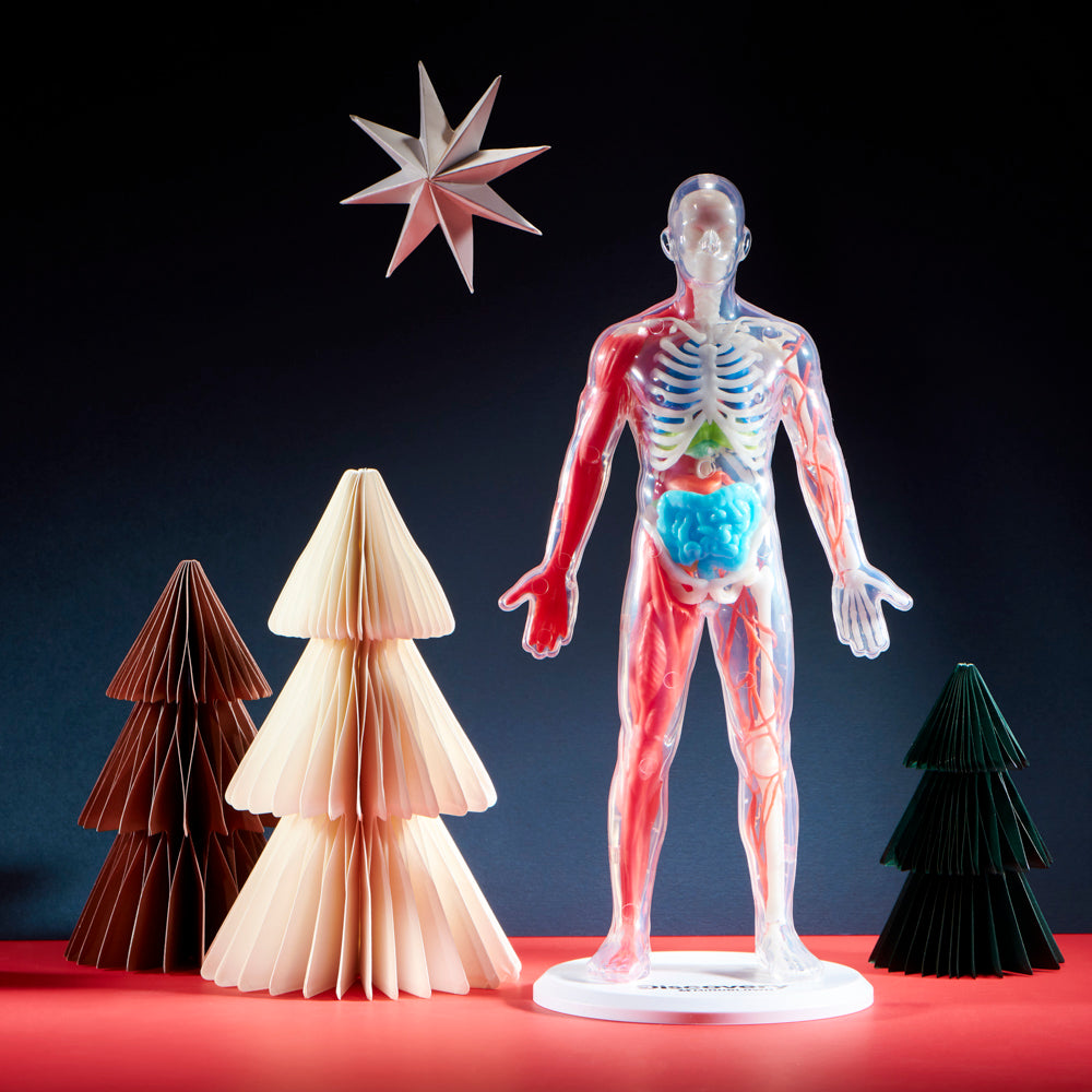 Discovery Anatomy Human Kit | Science Museum Shop