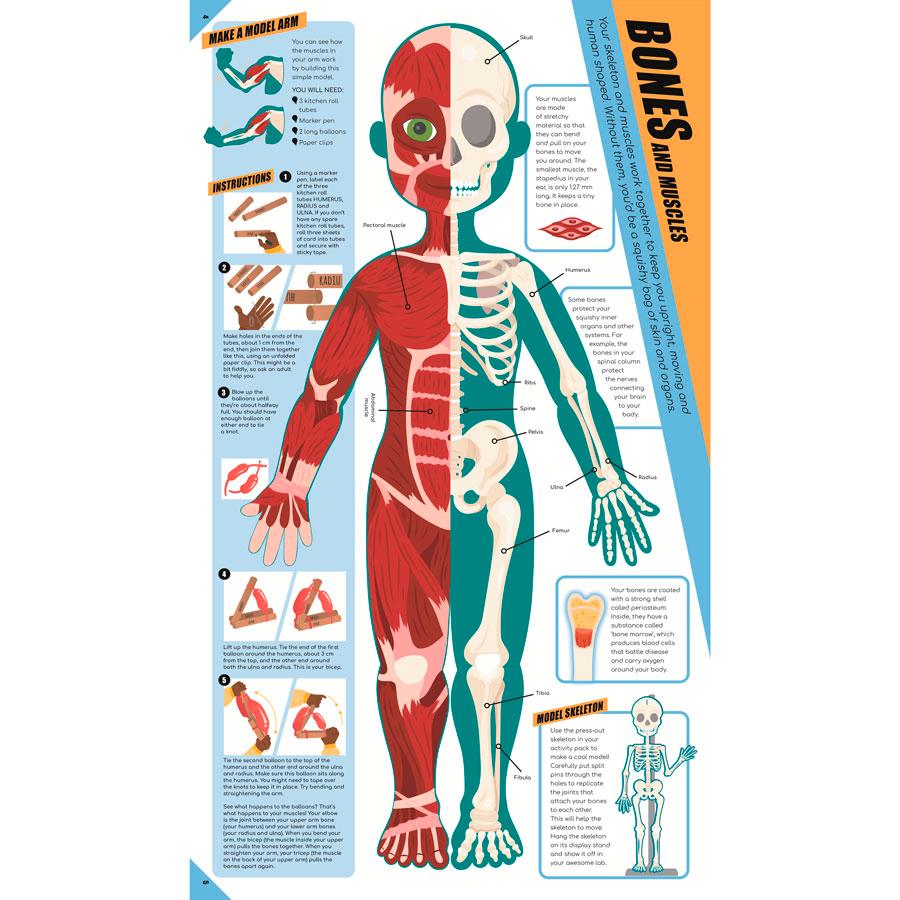 Brilliant Human Body (Learning Activity Kit) - detail 2 - Biology, STEM Toy - Science Museum Shop