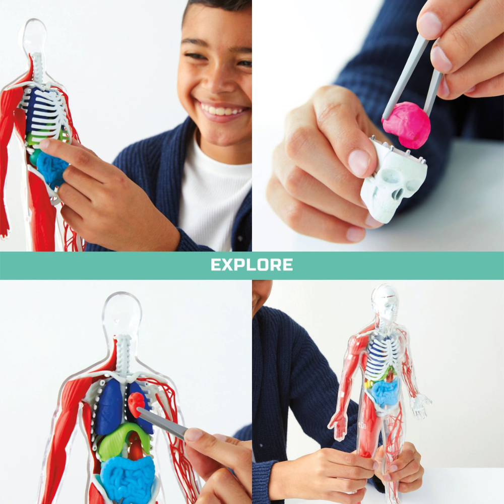 Discovery Anatomy Human Kit Kits - Science Museum Shop