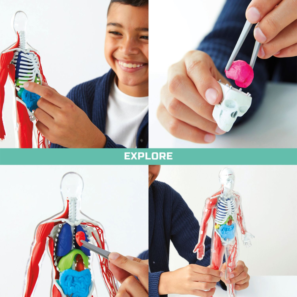 Discovery Anatomy Human Kit