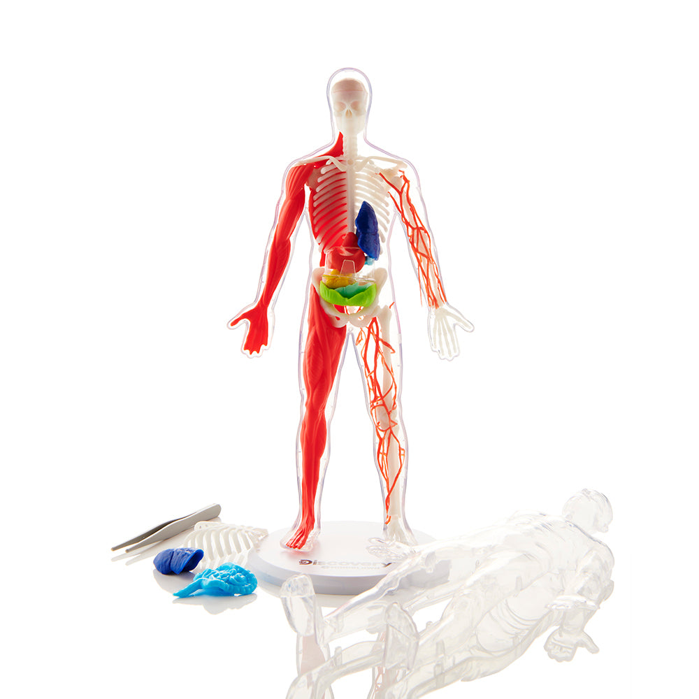 Discovery Anatomy Human Kit