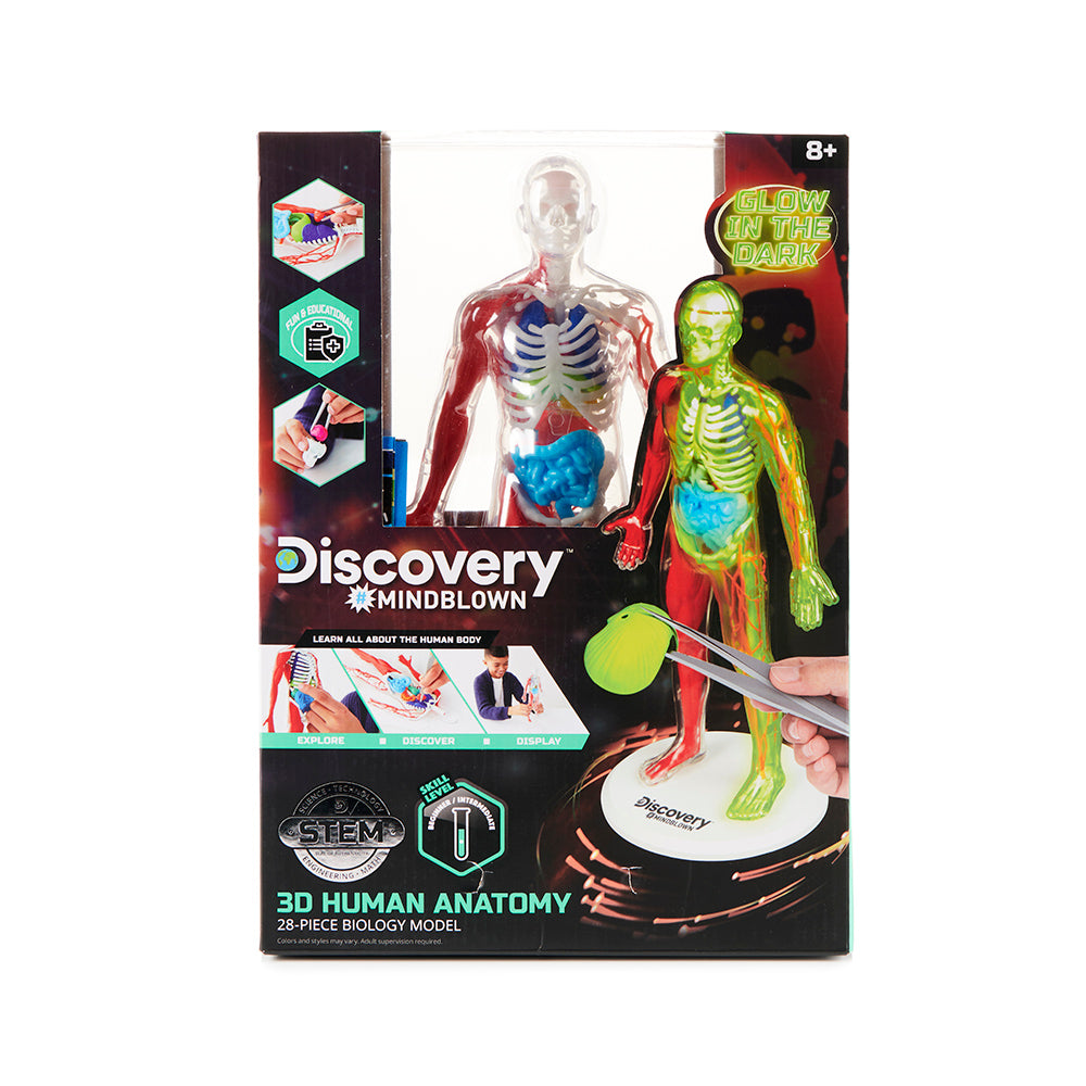 Human Model Science Human Body Science Display