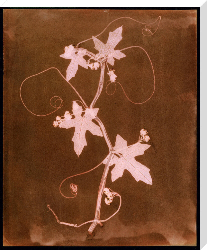 'Byronia dioca - The English Wild Vine', c 1839. stretched canvas extra large none Art Print - Science Museum Shop