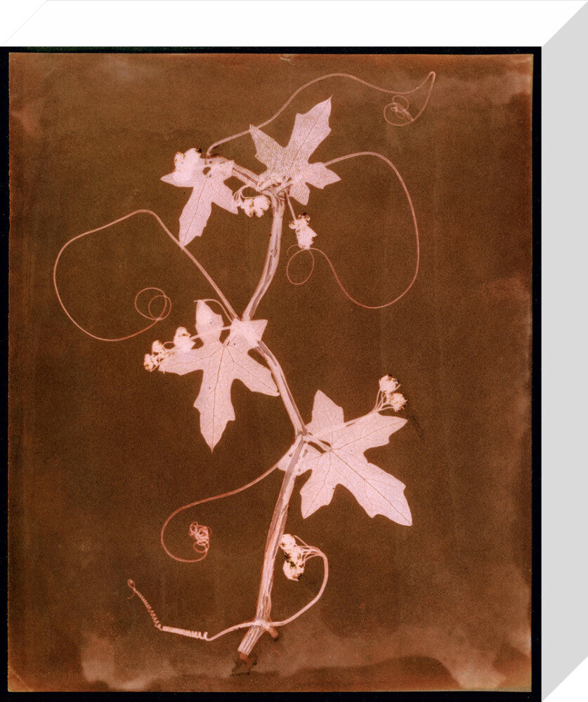 'Byronia dioca - The English Wild Vine', c 1839. stretched canvas small none Art Print - Science Museum Shop