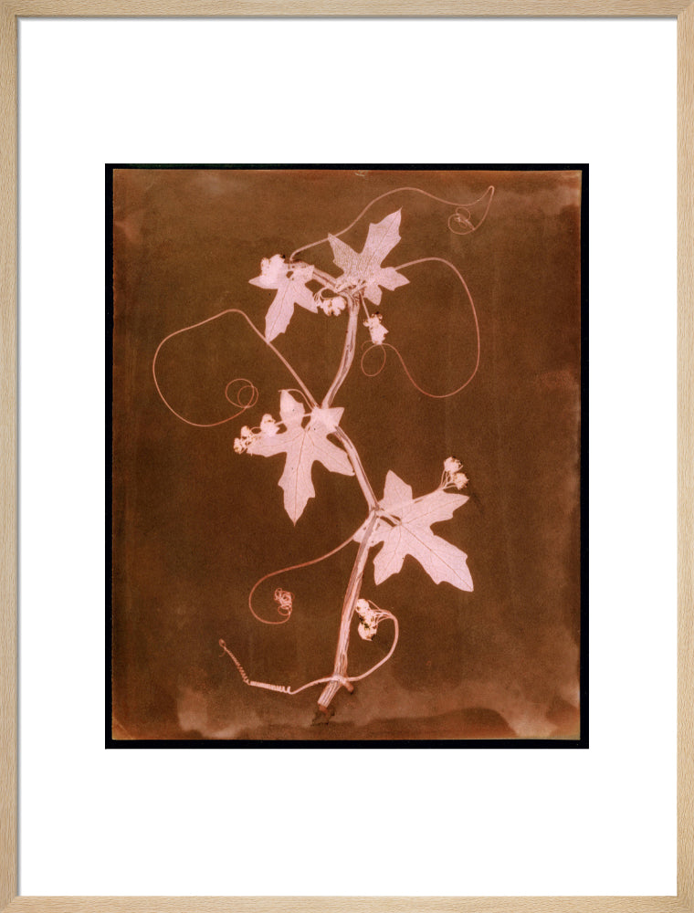 'Byronia dioca - The English Wild Vine', c 1839. art print large natural Art Print - Science Museum Shop