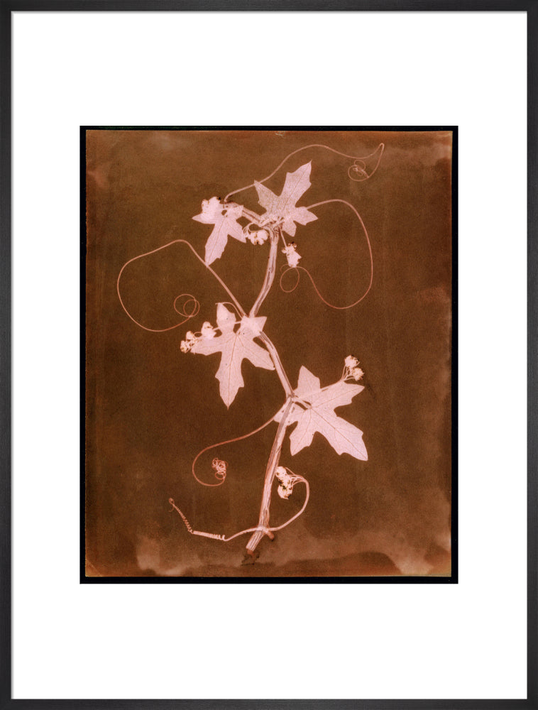 'Byronia dioca - The English Wild Vine', c 1839. art print extra large black Art Print - Science Museum Shop