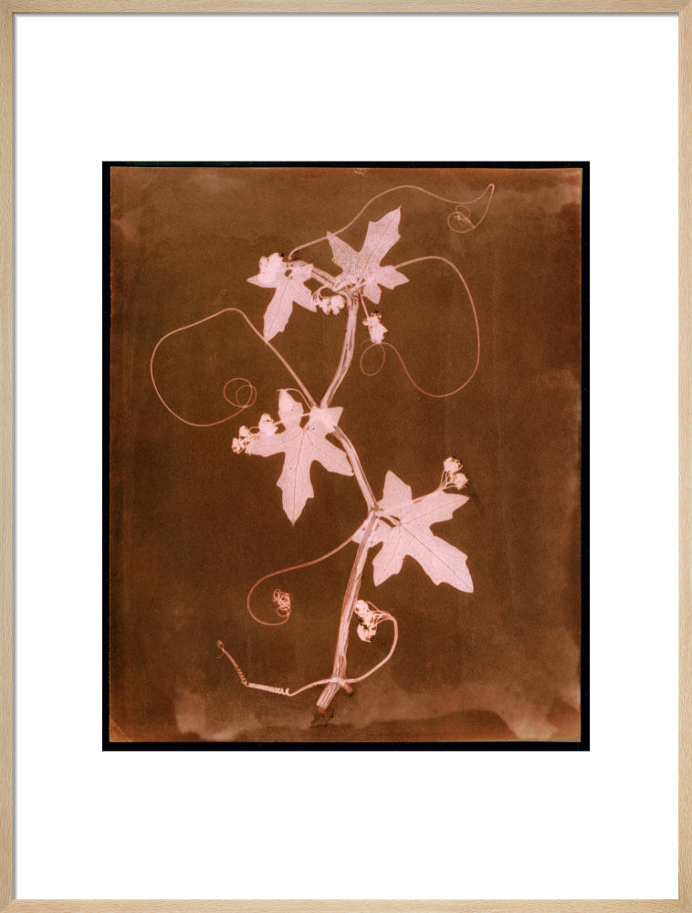 'Byronia dioca - The English Wild Vine', c 1839. art print extra large natural Art Print - Science Museum Shop