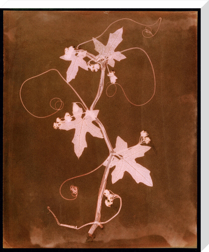 'Byronia dioca - The English Wild Vine', c 1839. stretched canvas large none Art Print - Science Museum Shop