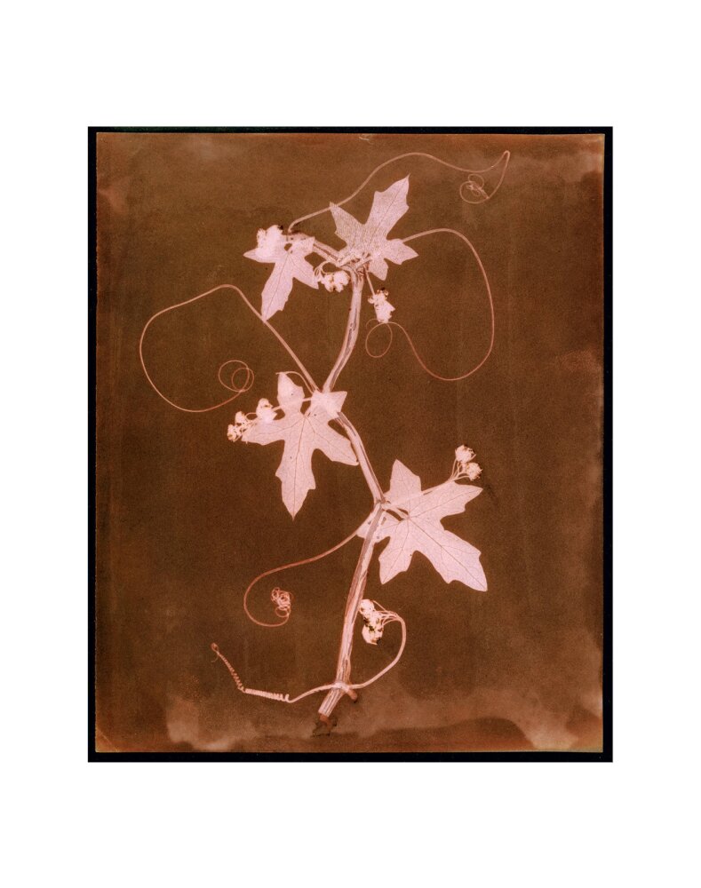 'Byronia dioca - The English Wild Vine', c 1839. art print extra small none Art Print - Science Museum Shop