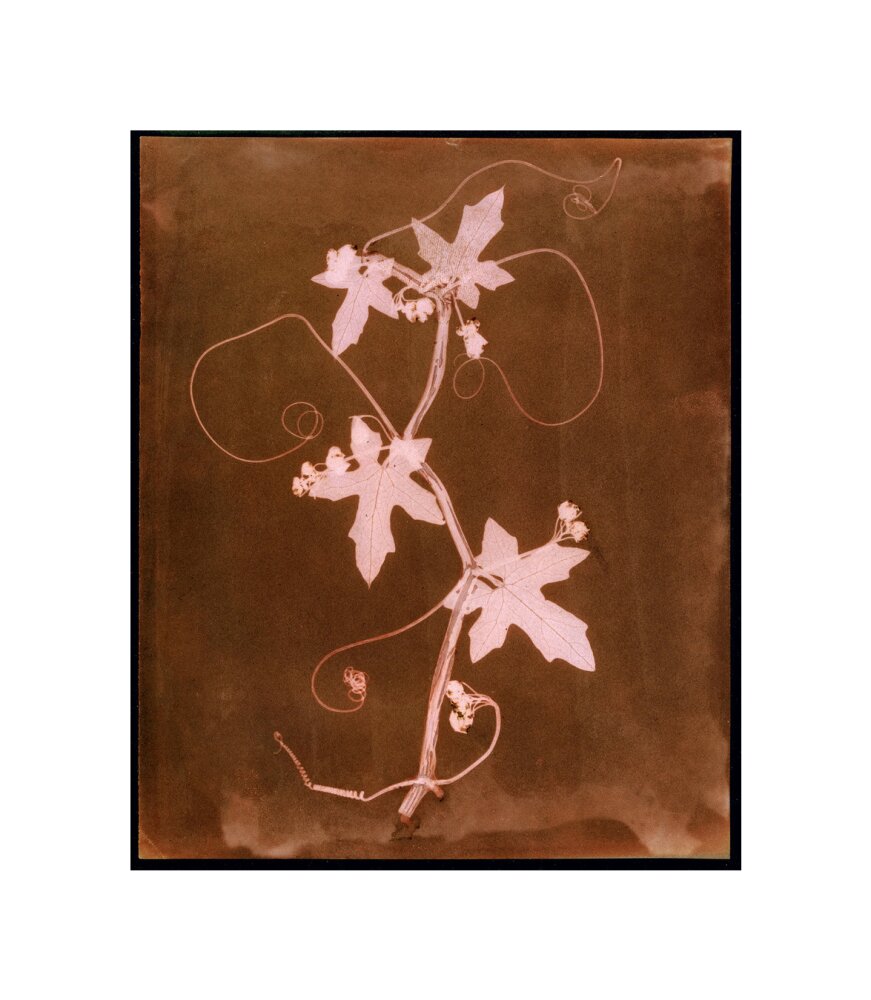 'Byronia dioca - The English Wild Vine', c 1839. unstretched canvas small none Art Print - Science Museum Shop