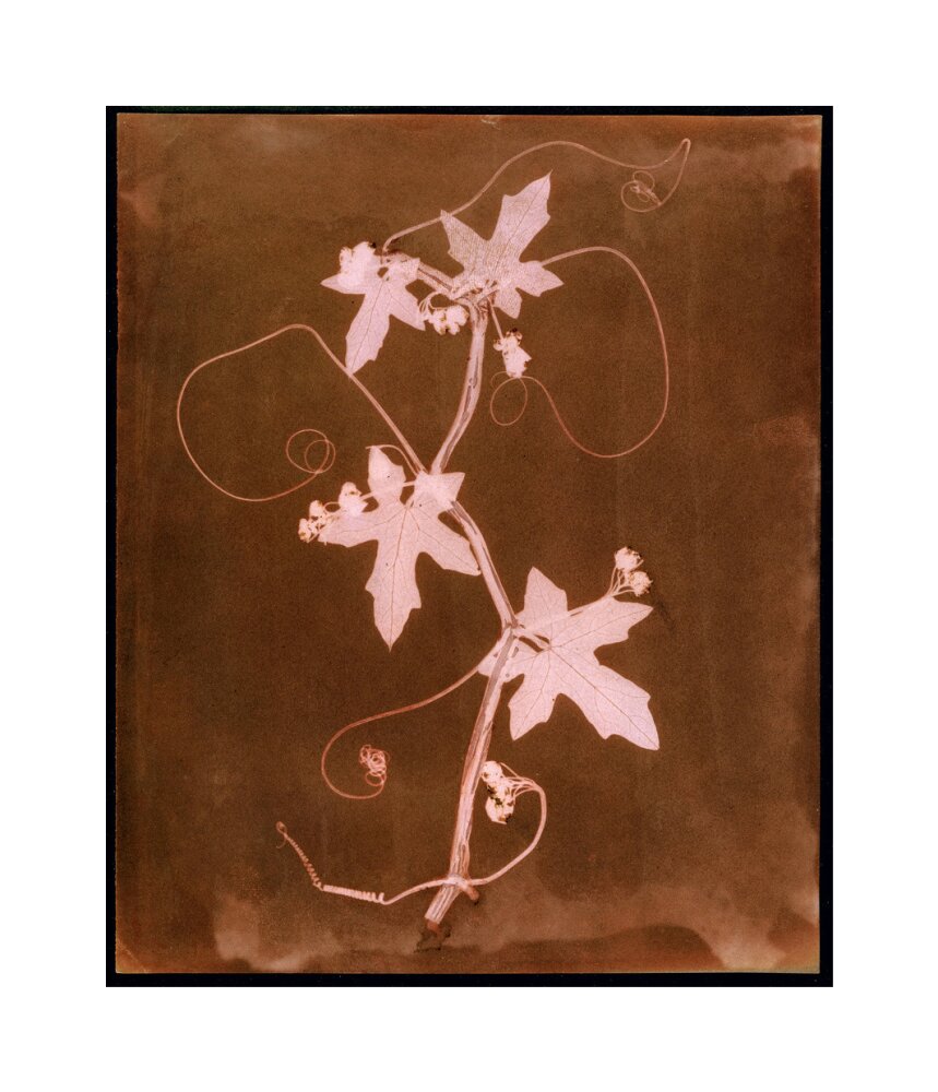 'Byronia dioca - The English Wild Vine', c 1839. unstretched canvas medium none Art Print - Science Museum Shop
