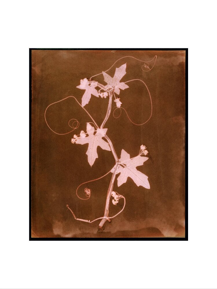 'Byronia dioca - The English Wild Vine', c 1839. art print extra large none Art Print - Science Museum Shop