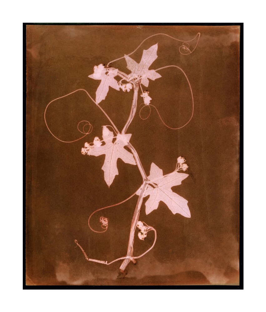 'Byronia dioca - The English Wild Vine', c 1839. unstretched canvas large none Art Print - Science Museum Shop