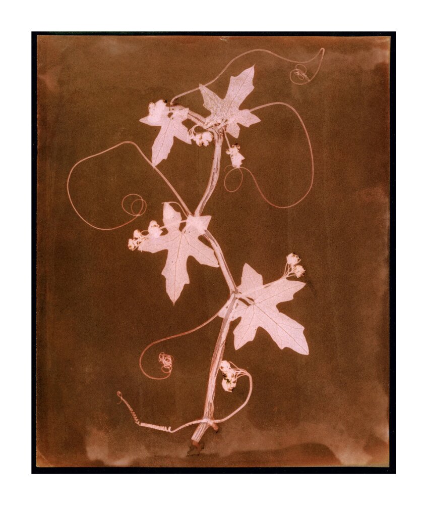 'Byronia dioca - The English Wild Vine', c 1839. unstretched canvas extra large none Art Print - Science Museum Shop