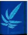 Cyanotype of the Adiantum serrulatum fern, 1853. stretched canvas extra large none Art Print - Science Museum Shop