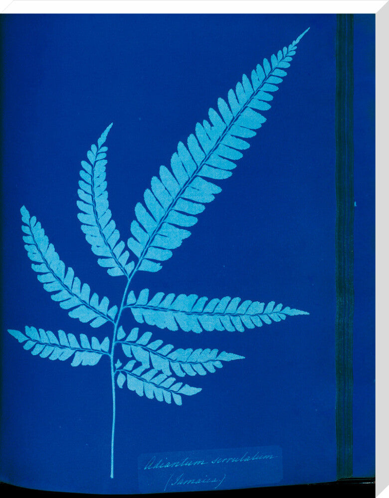 Cyanotype of the Adiantum serrulatum fern, 1853. stretched canvas extra large none Art Print - Science Museum Shop