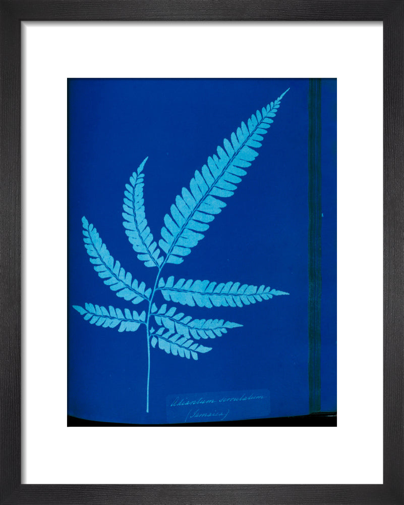 Cyanotype of the Adiantum serrulatum fern, 1853. art print extra small black Art Print - Science Museum Shop