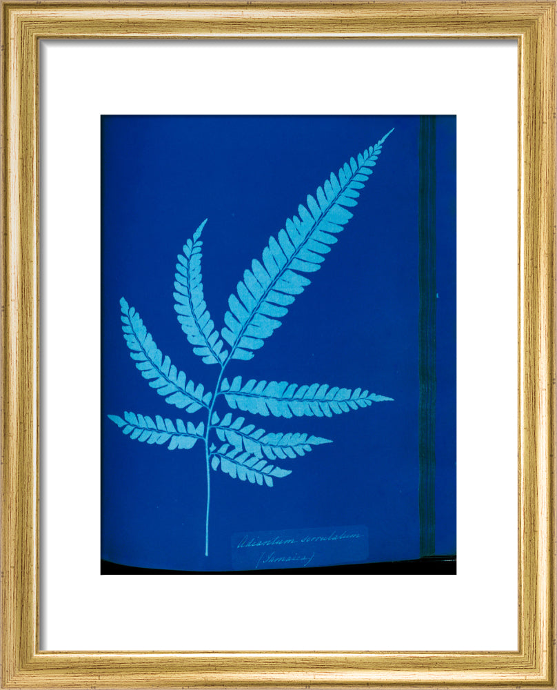 Cyanotype of the Adiantum serrulatum fern, 1853. art print extra small gold Art Print - Science Museum Shop