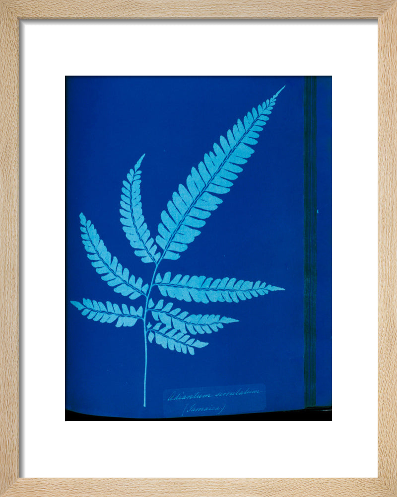 Cyanotype of the Adiantum serrulatum fern, 1853. art print extra small natural Art Print - Science Museum Shop