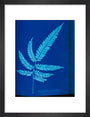Cyanotype of the Adiantum serrulatum fern, 1853. art print small black Art Print - Science Museum Shop