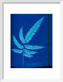 Cyanotype of the Adiantum serrulatum fern, 1853. art print small white Art Print - Science Museum Shop