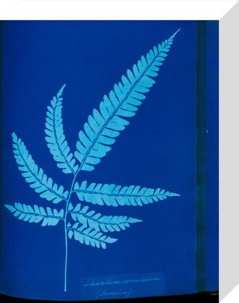 Cyanotype of the Adiantum serrulatum fern, 1853. stretched canvas small none Art Print - Science Museum Shop