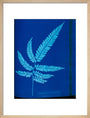 Cyanotype of the Adiantum serrulatum fern, 1853. art print medium natural Art Print - Science Museum Shop