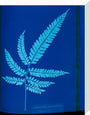 Cyanotype of the Adiantum serrulatum fern, 1853. stretched canvas medium none Art Print - Science Museum Shop