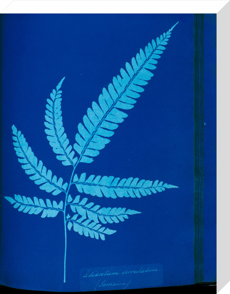 Cyanotype of the Adiantum serrulatum fern, 1853. stretched canvas medium none Art Print - Science Museum Shop