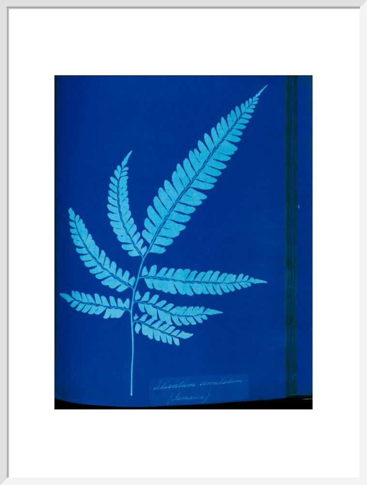 Cyanotype of the Adiantum serrulatum fern, 1853. art print extra large white Art Print - Science Museum Shop