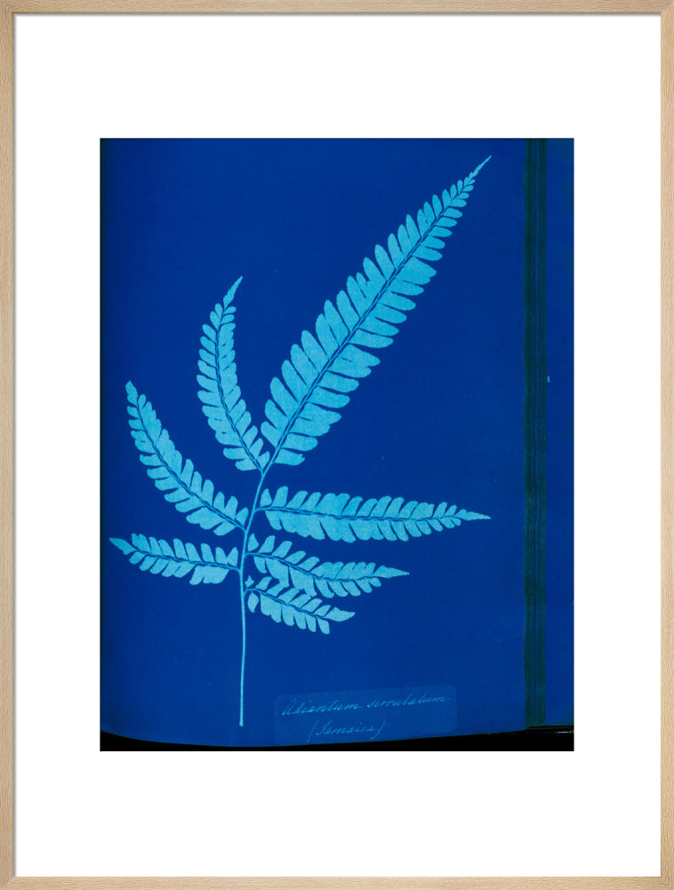 Cyanotype of the Adiantum serrulatum fern, 1853. art print extra large natural Art Print - Science Museum Shop