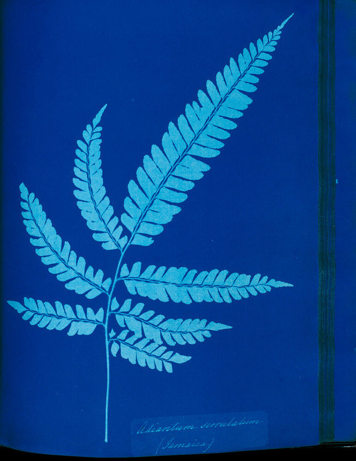 Cyanotype of the Adiantum serrulatum fern, 1853. Art Print - Science Museum Shop