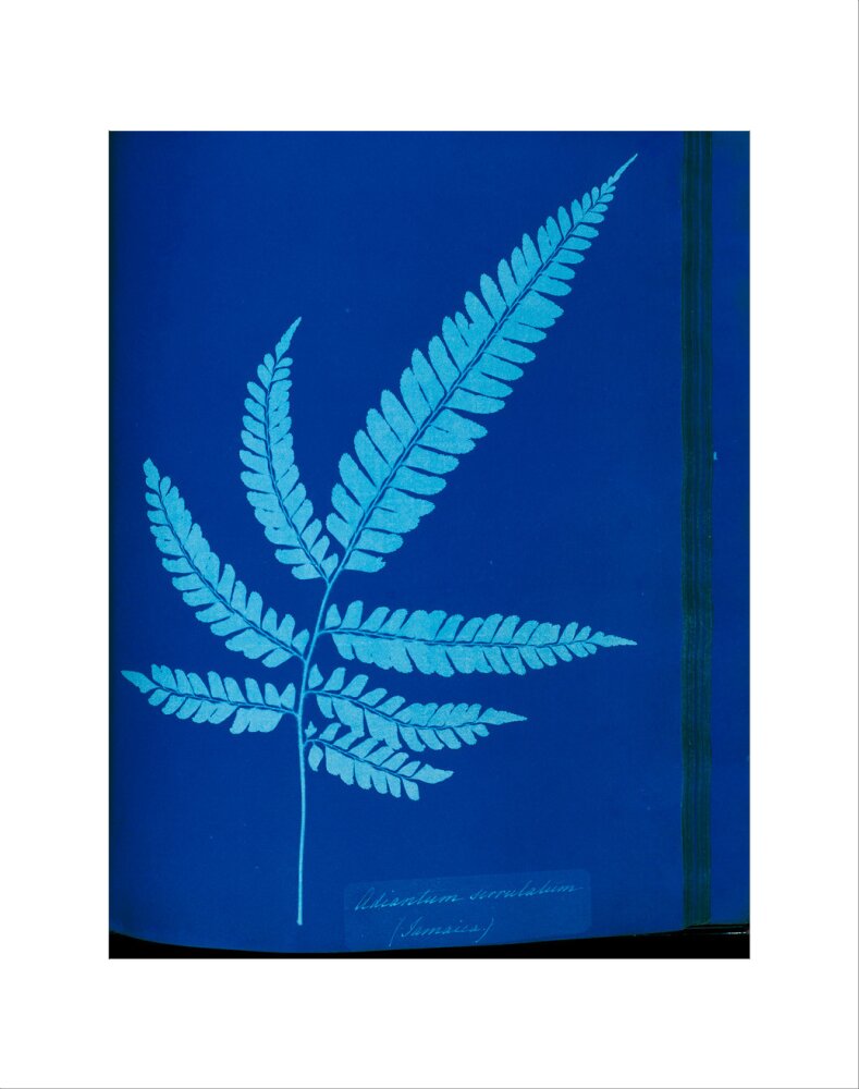 Cyanotype of the Adiantum serrulatum fern, 1853. art print extra small none Art Print - Science Museum Shop