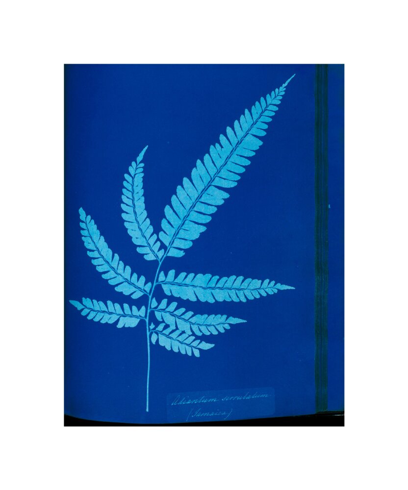 Cyanotype of the Adiantum serrulatum fern, 1853. unstretched canvas small none Art Print - Science Museum Shop