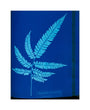 Cyanotype of the Adiantum serrulatum fern, 1853. unstretched canvas medium none Art Print - Science Museum Shop