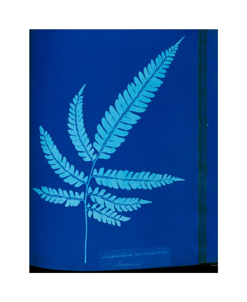 Cyanotype of the Adiantum serrulatum fern, 1853. unstretched canvas medium none Art Print - Science Museum Shop