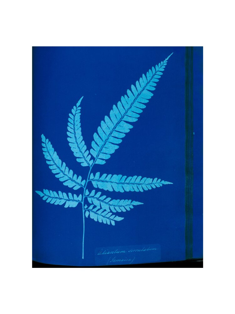 Cyanotype of the Adiantum serrulatum fern, 1853. art print large none Art Print - Science Museum Shop
