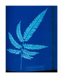Cyanotype of the Adiantum serrulatum fern, 1853. unstretched canvas large none Art Print - Science Museum Shop