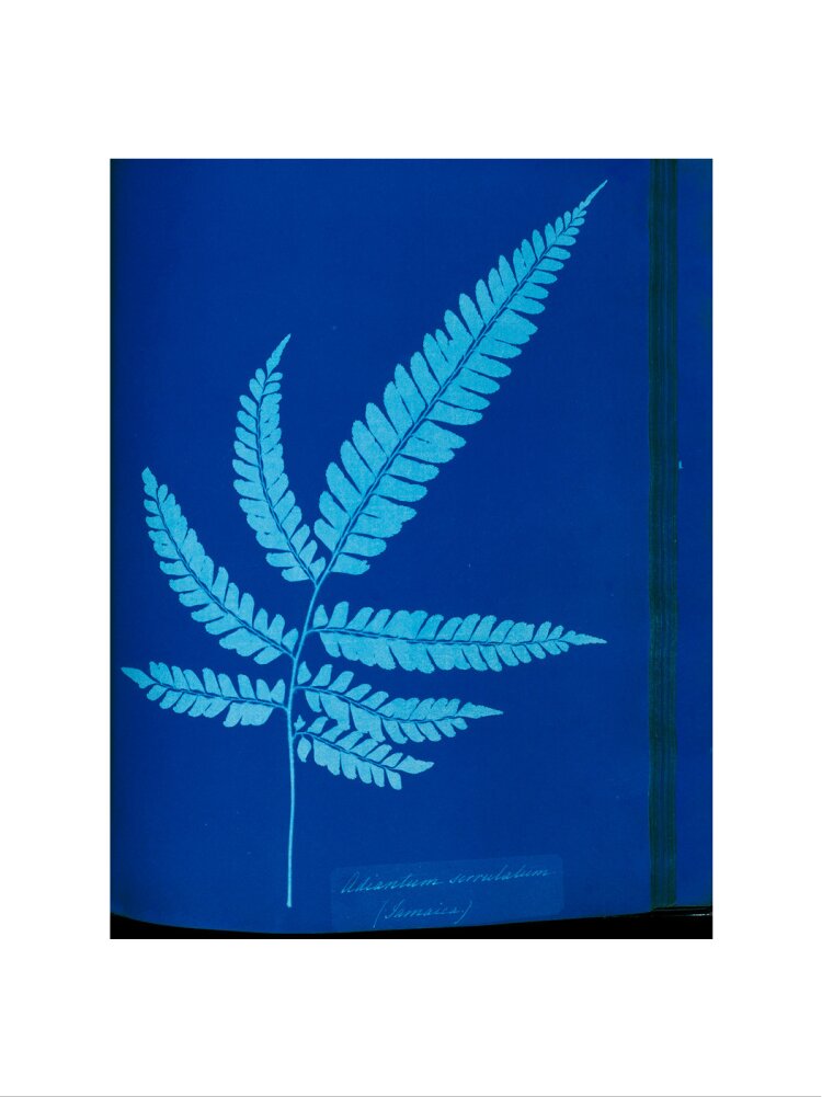 Cyanotype of the Adiantum serrulatum fern, 1853. art print extra large none Art Print - Science Museum Shop