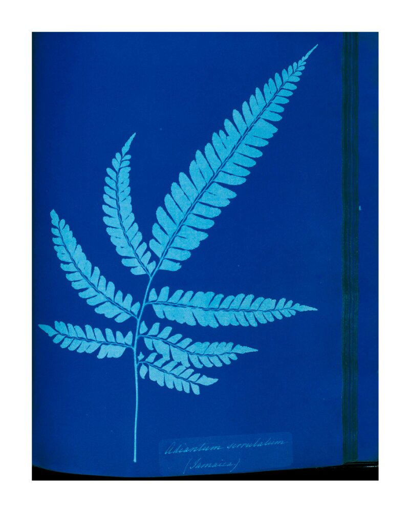 Cyanotype of the Adiantum serrulatum fern, 1853. unstretched canvas extra large none Art Print - Science Museum Shop