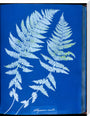 Cyanotypes British and Foreign ferns stretched canvas extra large none Art Print - Science Museum Shop