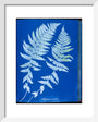 Cyanotypes British and Foreign ferns art print extra small white Art Print - Science Museum Shop