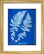 Cyanotypes British and Foreign ferns art print extra small gold Art Print - Science Museum Shop