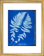 Cyanotypes British and Foreign ferns art print small gold Art Print - Science Museum Shop