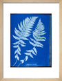 Cyanotypes British and Foreign ferns art print small natural Art Print - Science Museum Shop