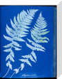 Cyanotypes British and Foreign ferns stretched canvas small none Art Print - Science Museum Shop