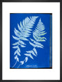 Cyanotypes British and Foreign ferns art print medium black Art Print - Science Museum Shop