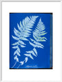 Cyanotypes British and Foreign ferns art print large white Art Print - Science Museum Shop